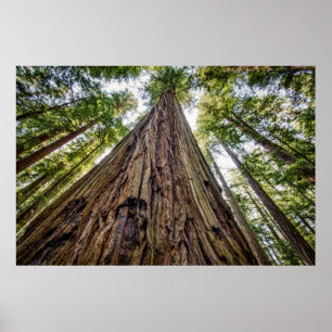 Poster Roosevelt Grove