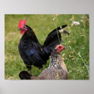 Poster Rooster and Hen