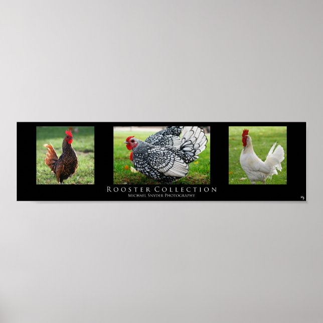 Poster "Rooster Collection", Noir (Devant)
