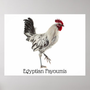 Poster Rooster égyptien Fayoumis