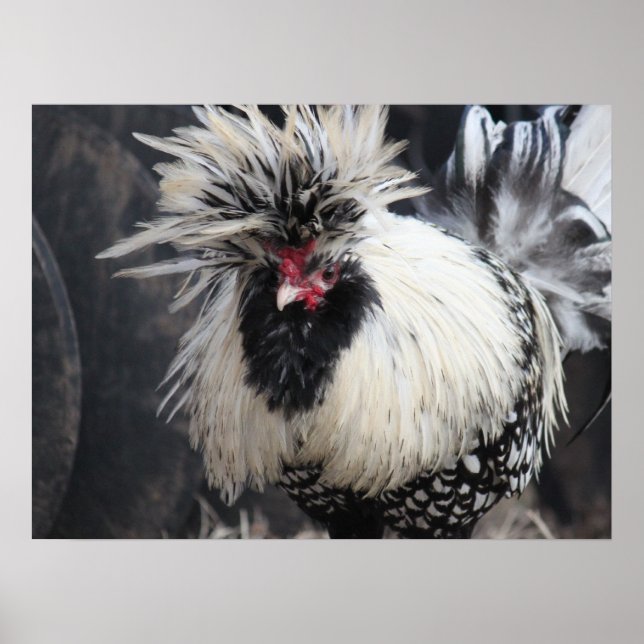 Poster Rooster polonais en crête (Devant)