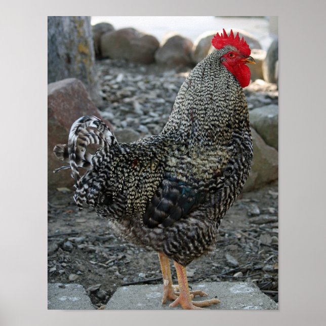 Poster Rooster Portrait (Devant)