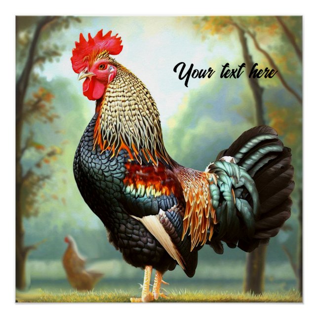 Poster Rooster Wyandotte coloré (Devant)
