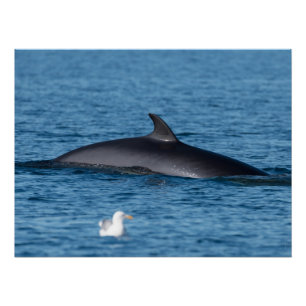 Poster Rorqual-Minc et mouette dans la nature nordique de