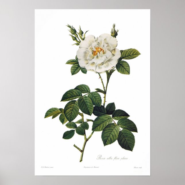 Poster Rosa alba flore plena (Devant)