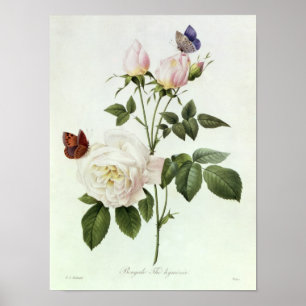 Poster Rosa : Bengale le Hymenes