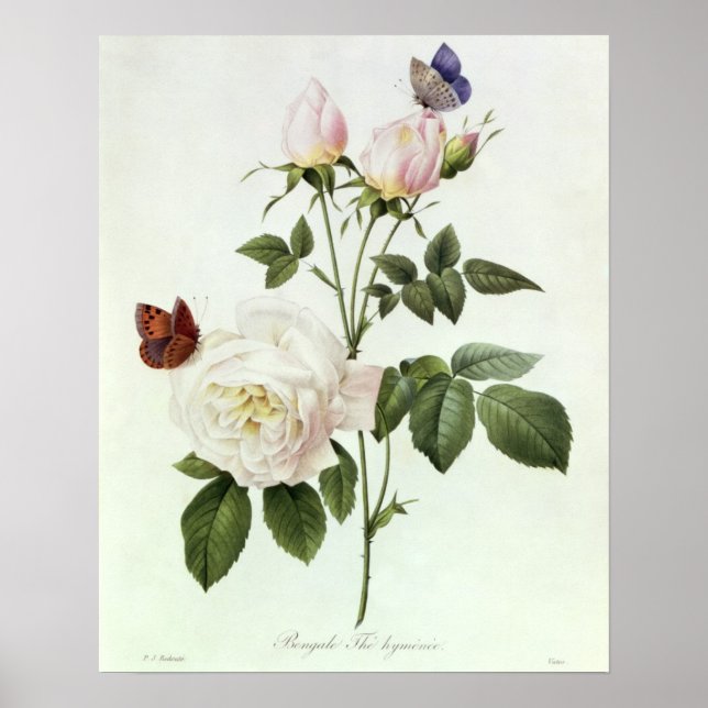 Poster Rosa : Bengale les hymenes, de 'Les Roses (Devant)
