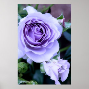Poster Rosa Blue Bajou