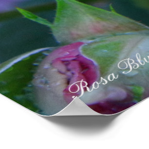 Poster Rosa Blue Bajou
