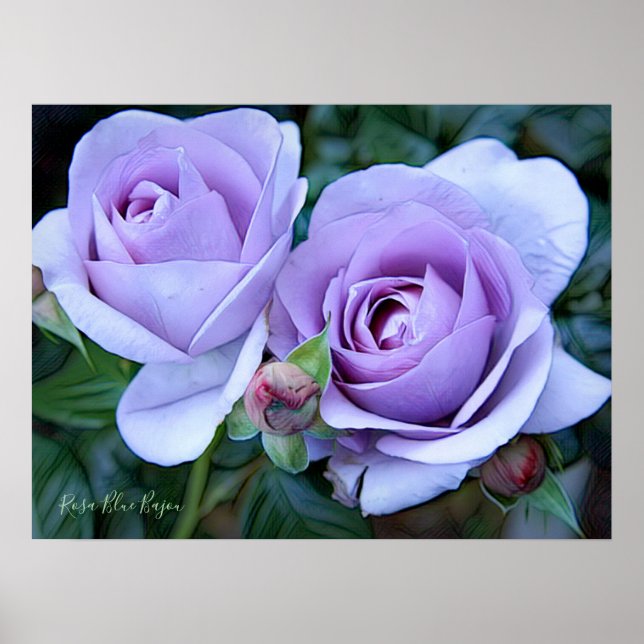 Poster Rosa Blue Bajou [Archiver papier lourd] (Devant)