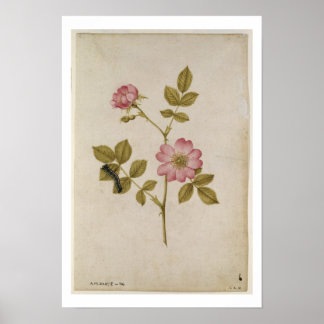 Poster Rosa Canina - Dogrose and Caterpillar (pencil & w/