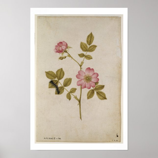 Poster Rosa Canina - Dogrose and Caterpillar (pencil & w/ (Devant)