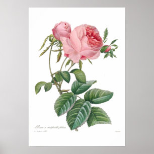 Poster Rosa centifolia