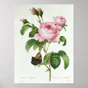 Poster Rosa Centifolia