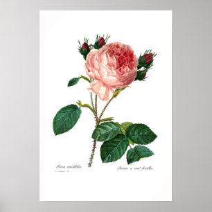 Poster Rosa centifolia