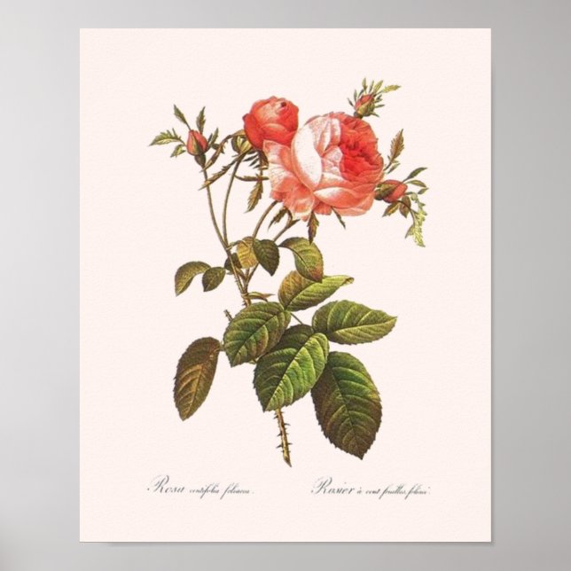 Poster Rosa Centifolia Foliacea (Devant)