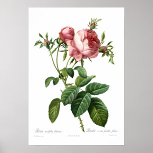 Poster Rosa centifoliacée