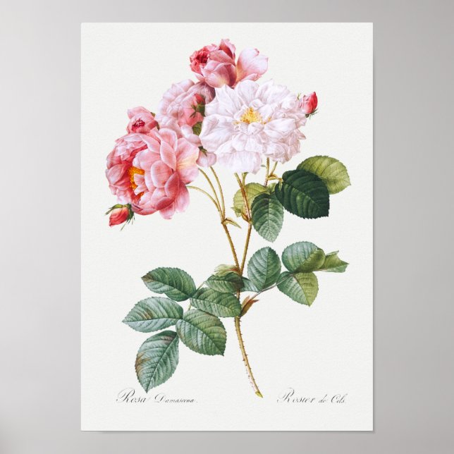 Poster Rosa Damascena (Devant)
