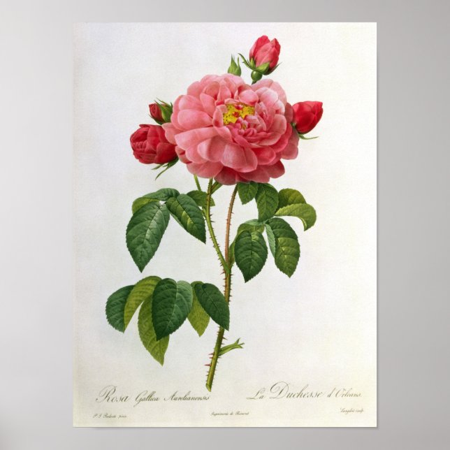 Poster Rosa Gallica Aurelianensis (Devant)