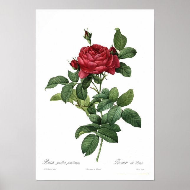 Poster Rosa gallica pontiana (Devant)