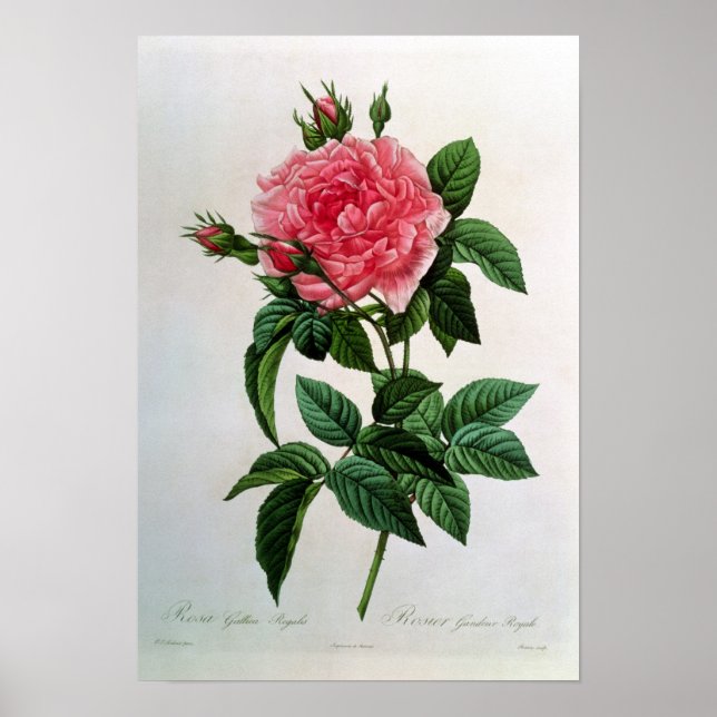 Poster Rosa Gallica Regallis (Devant)