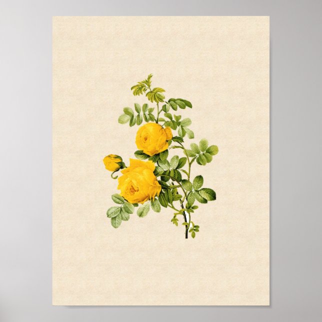 Poster Rosa hemispherica (Devant)