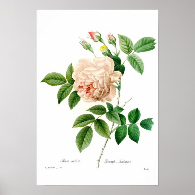 Poster Rosa indica (Devant)