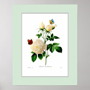 Poster Rosa indica, Bordure personnalisée