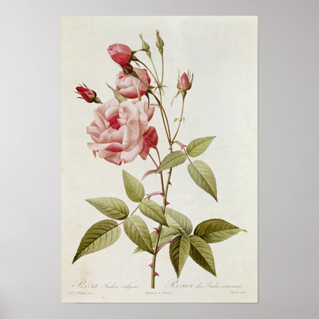 Poster Rosa Indica Vulgaris, de 'Les Roses (Devant)