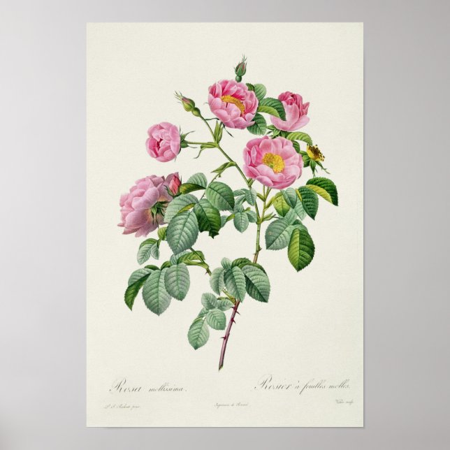 Poster Rosa Mollissima, de 'Les Roses (Devant)