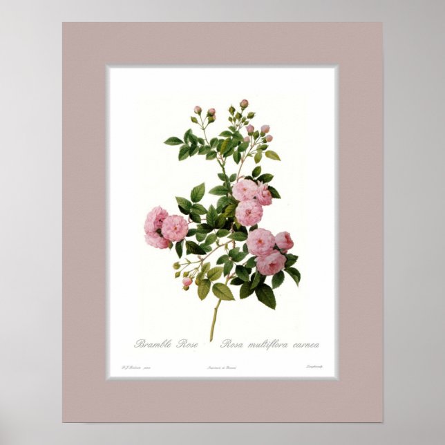 Poster Rosa multiflora, Bordure personnalisée (Devant)