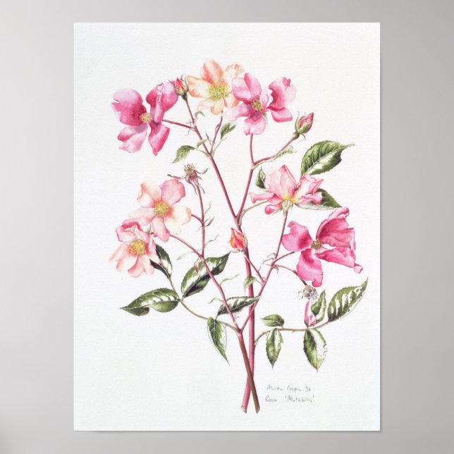 Poster Rosa 'Mutabilis' 1996 (Devant)