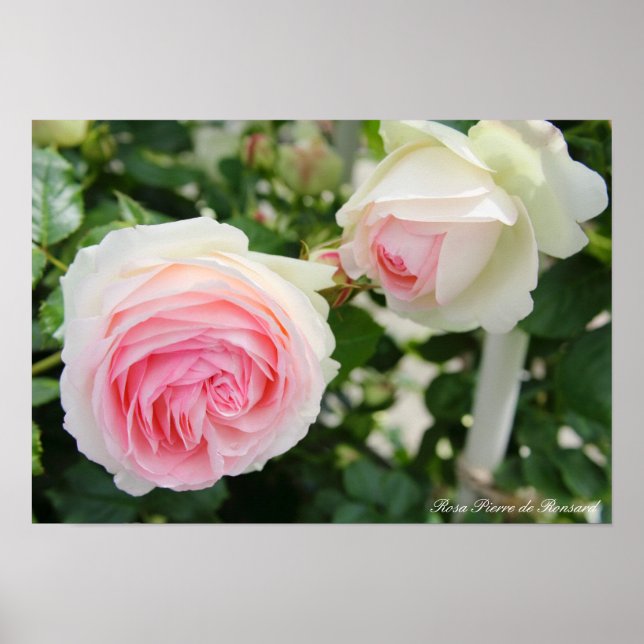 Poster Rosa Pierre de Ronsard (Devant)
