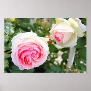 Poster Rosa Pierre de Ronsard [Affiche]