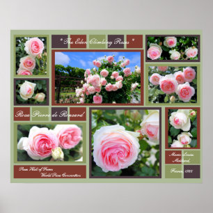 Poster Rosa Pierre de Ronsard [Affiche d'art]