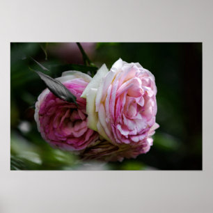Poster Rosa Rosen - Errötendes Duett