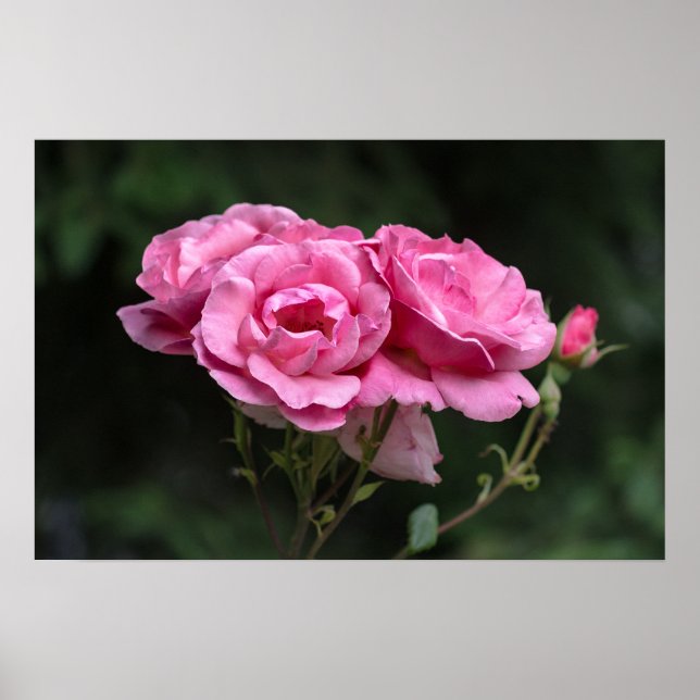 Poster Rosa Rosen Fotografie (Vorne)