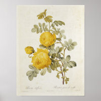 Rosa Sulfurea de 'Les Roses