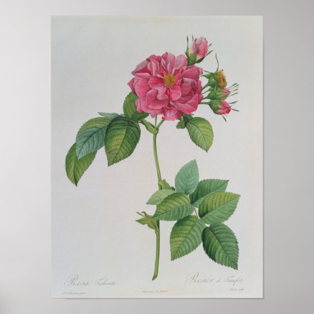 Poster Rosa Turbinata, de, Les Roses, Vol 1, 1817 (Devant)