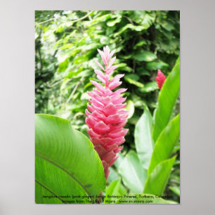Poster Rosado de Jengibre (gingembre rose)