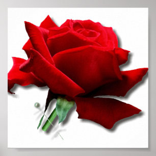 Poster Rose