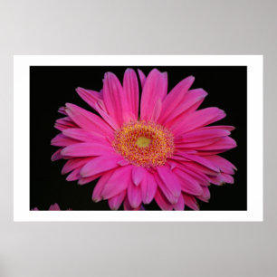 Poster Rose