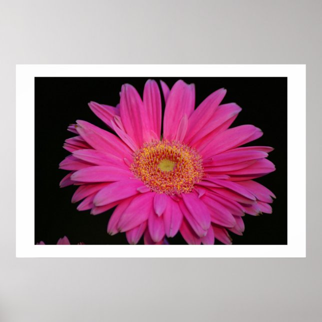 Poster rose (Devant)