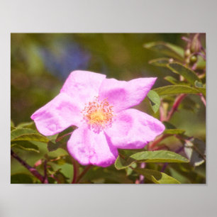 Poster Rose