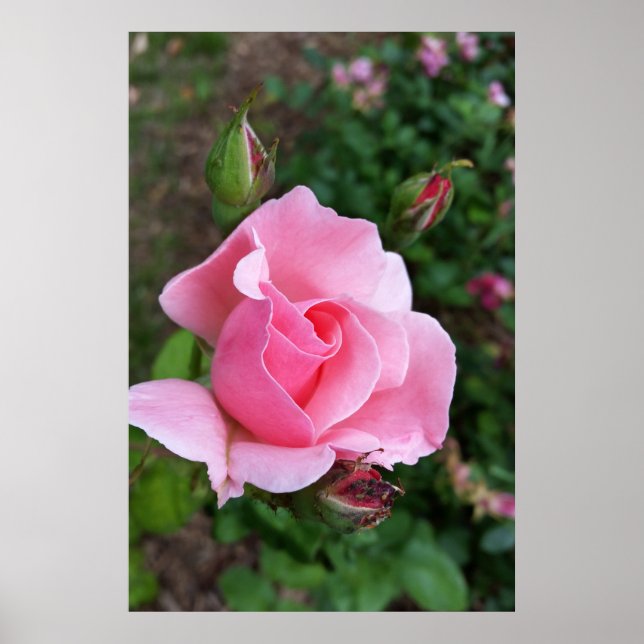 Poster rose (Devant)