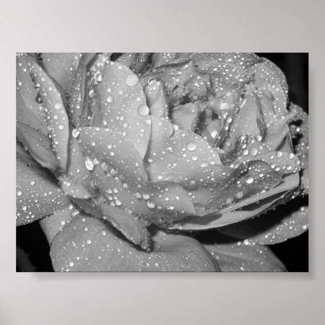 Poster Rose (Devant)