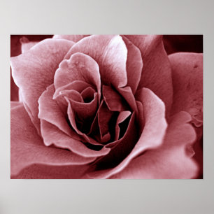 Poster Rose