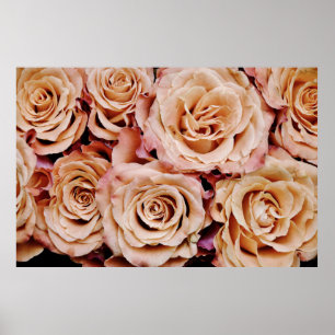 Poster Rose