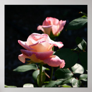 Poster rose