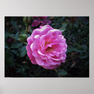 Poster Rose,